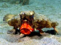 I noticed this batfish yawn once from a distance. I got i... by Zaid Fadul 